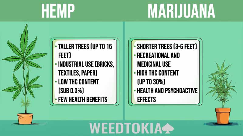Hemp vs marijuana comparison infographic