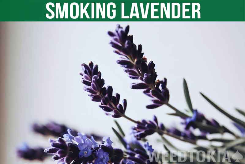 Can You Smoke Lavender Featured Image