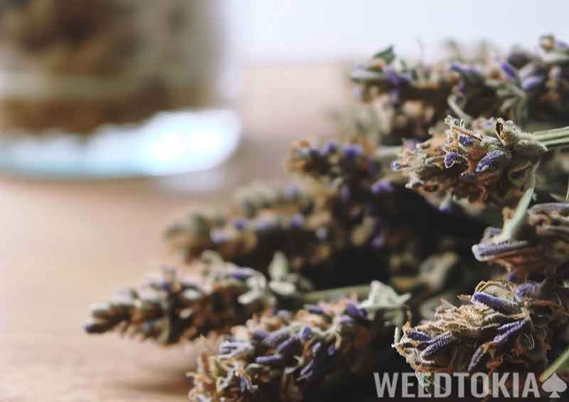 Dried Lavender and cannabis
