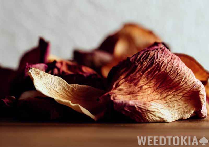Dried rose petals on table