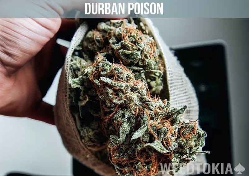 Durban Poison held in hand