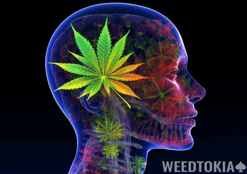 Effects of Marijuana on blood vessels in the brain