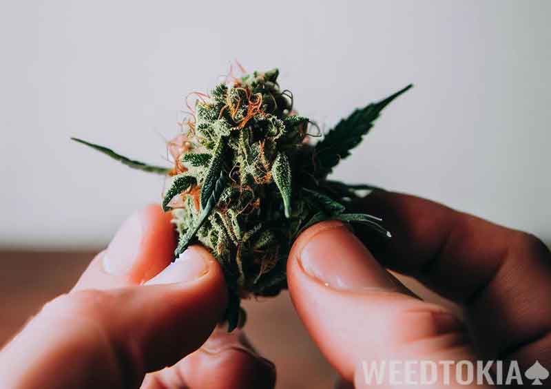 Fingers touching fresh bud