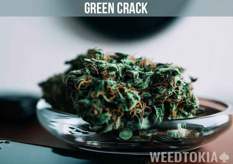 Green Crack Weed