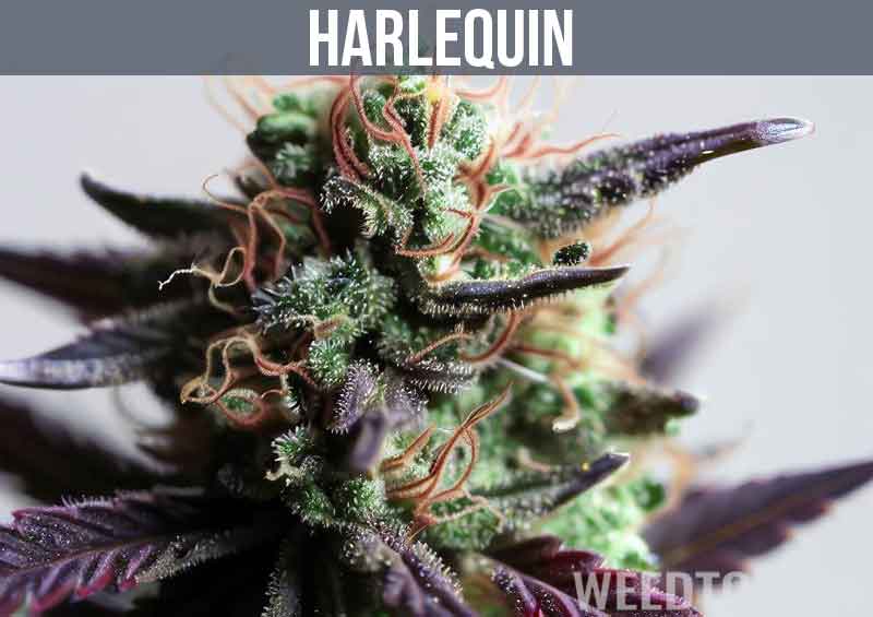 Harlequin Cannabis Strain