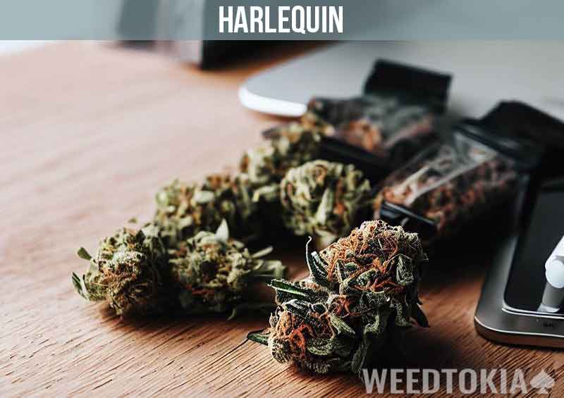 Harlequin Cannabis