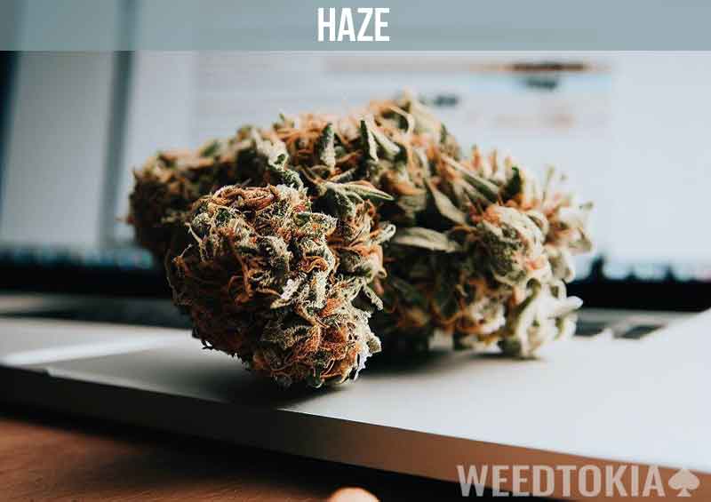 Haze bud on laptop