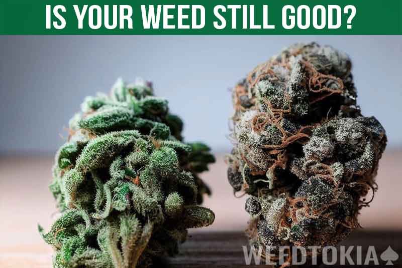 How To Know If Weed Is Still Good Featured Image