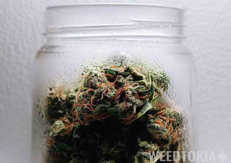 Humidity packets working in a weed jar