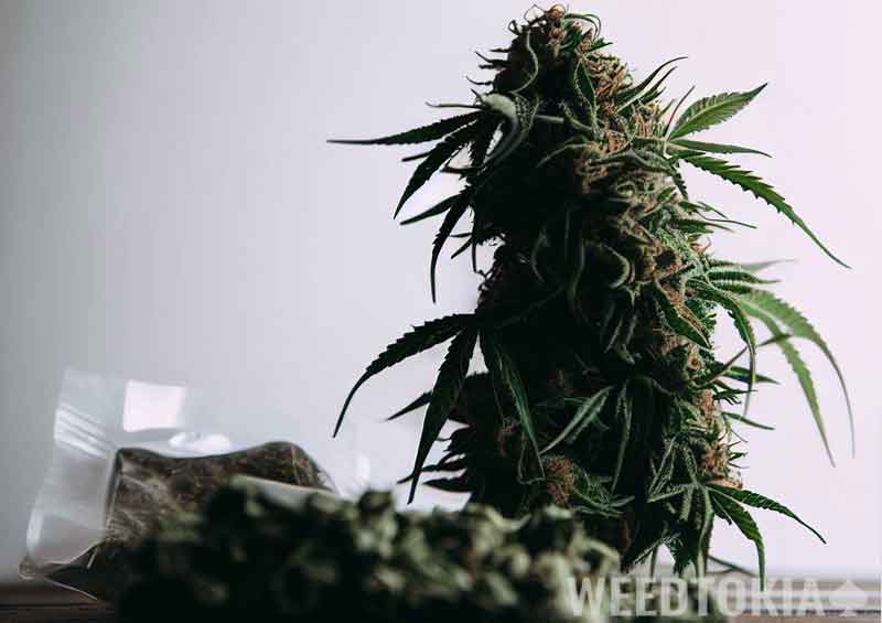 Indica bud next to baggie