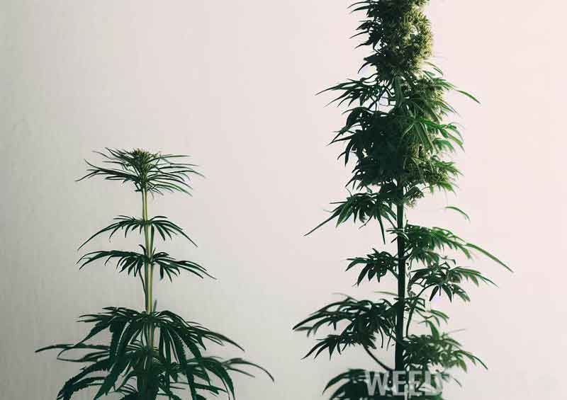 Indica and Sativa plants