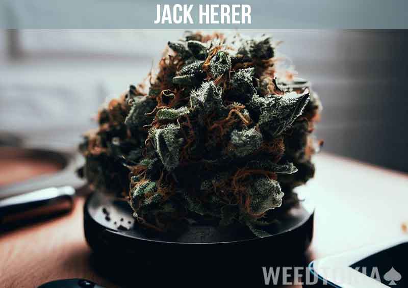 Jack Herer