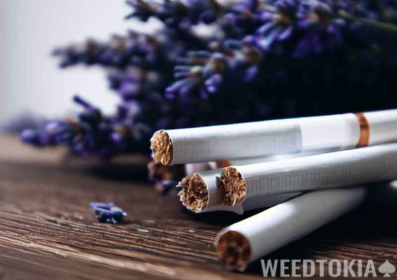 Lavender and tobacco
