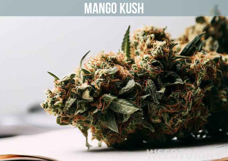 Mango Kush on notebook