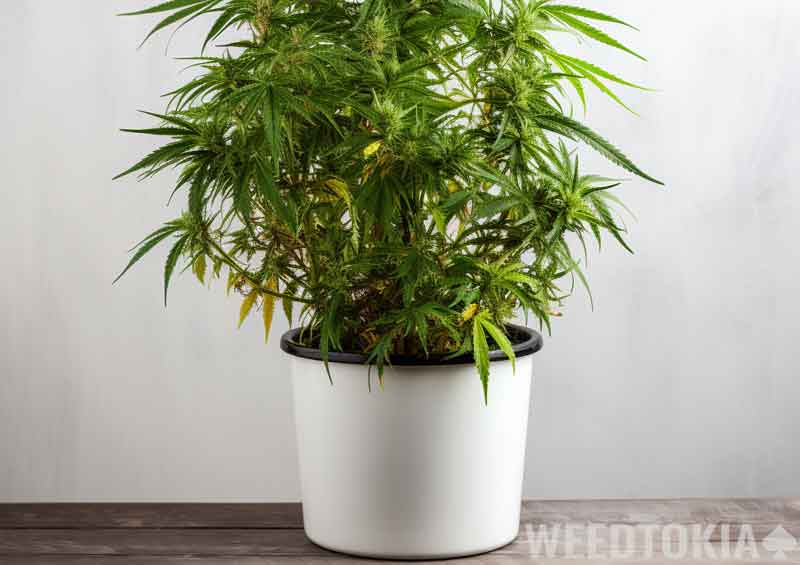 Marijuana plant in bucket