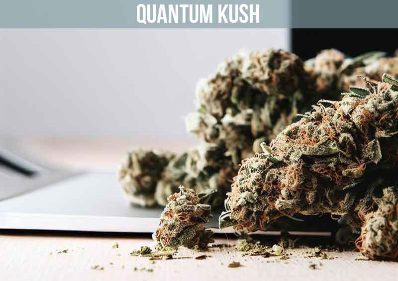 Quantum Kush