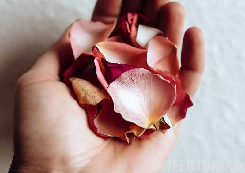 Rose petals in hand