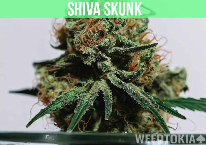 Shiva Skunk at dispensary
