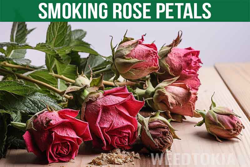 Smoking Rose Pedals Guide