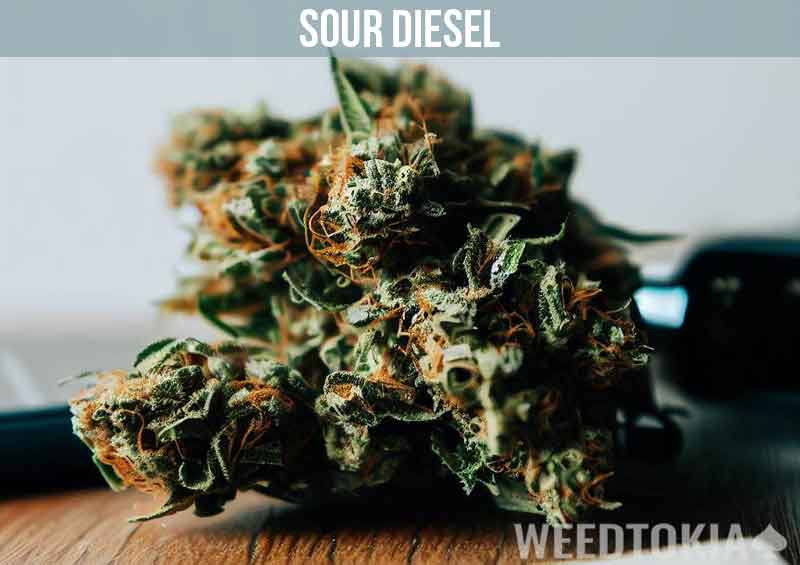 Sour Diesel bud