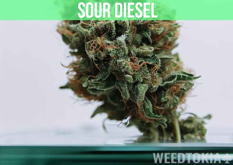 Sour Diesel at dispensary