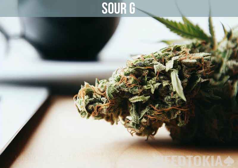 Sour G