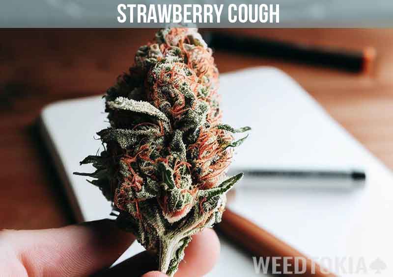 Strawberry Cough Weed