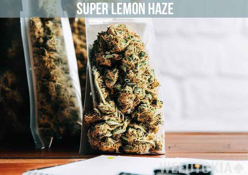 Super Lemon Haze Weed Strain