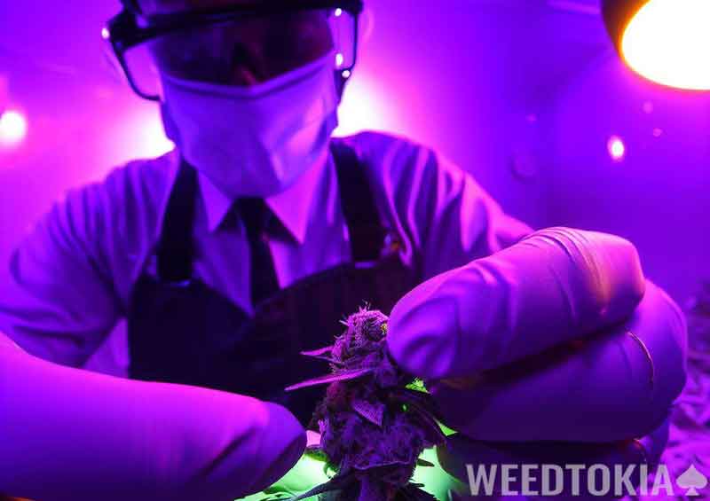 Technician picking bud