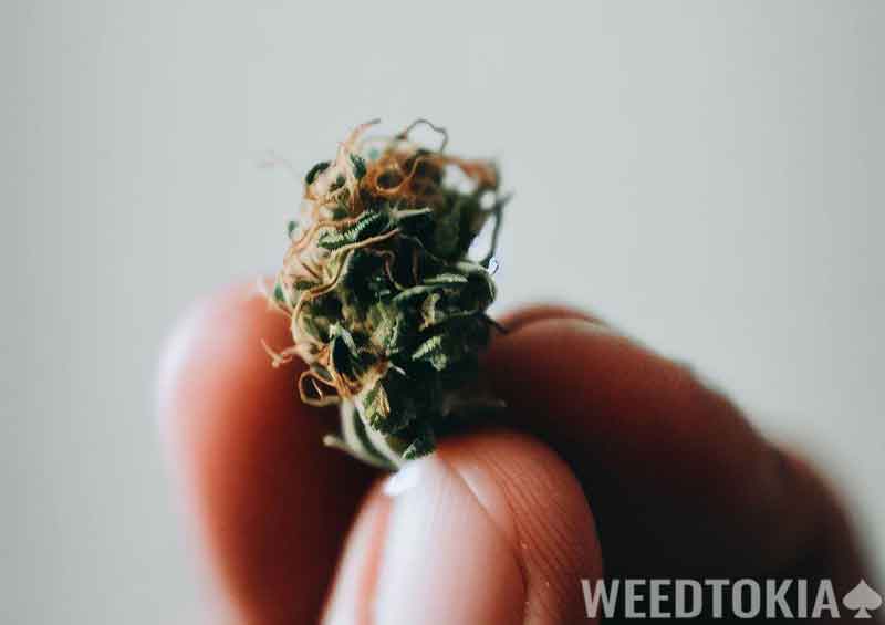 Tiny bud held by fingers