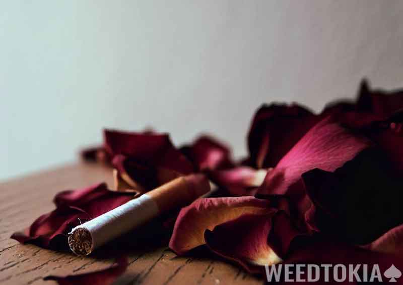 Tobacco and rose petals