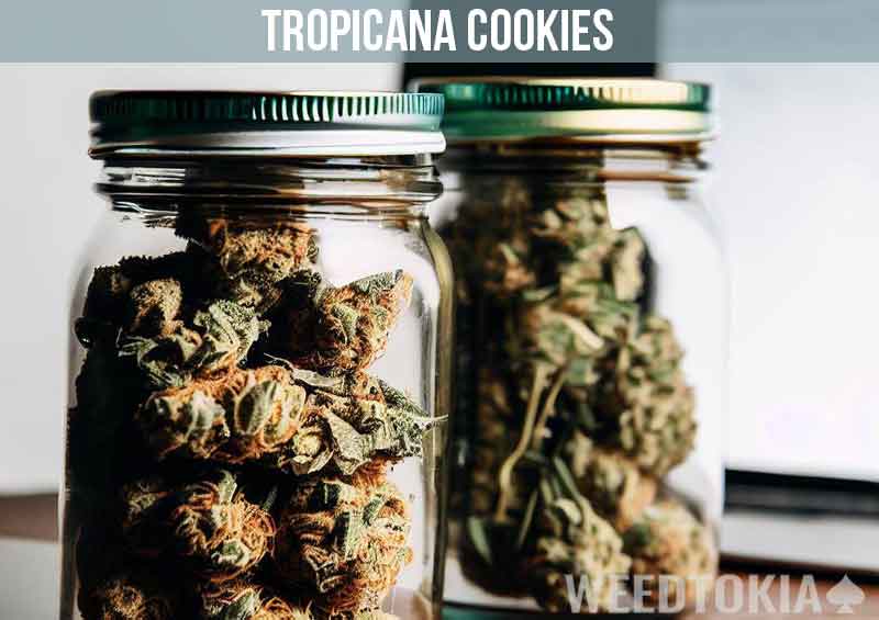 Tropicana Cookies