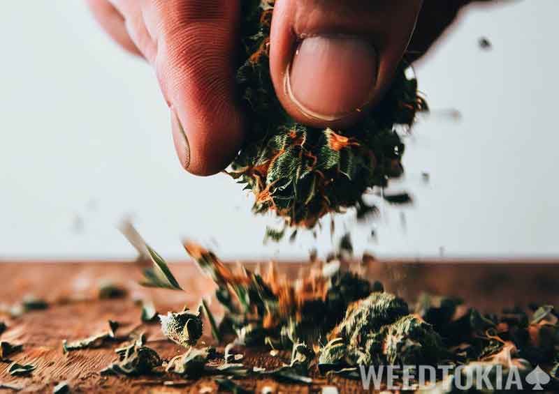 Using hands to grind weed