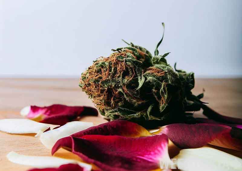 Weed bud and fresh petals