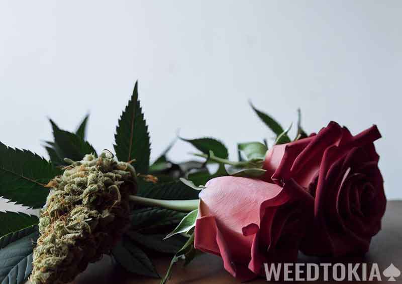 Weed bud and fresh roses