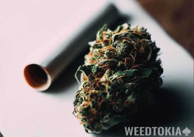 Weed next to a blank paper