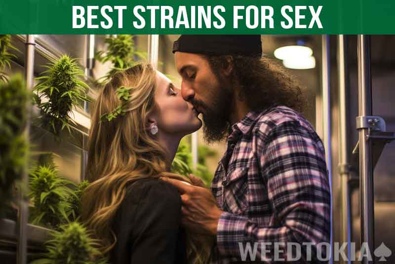 Weed Strains For Sex Featured Image