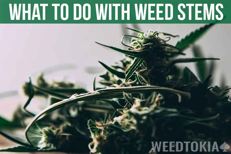 What To Do With Weed Stems Featured Image