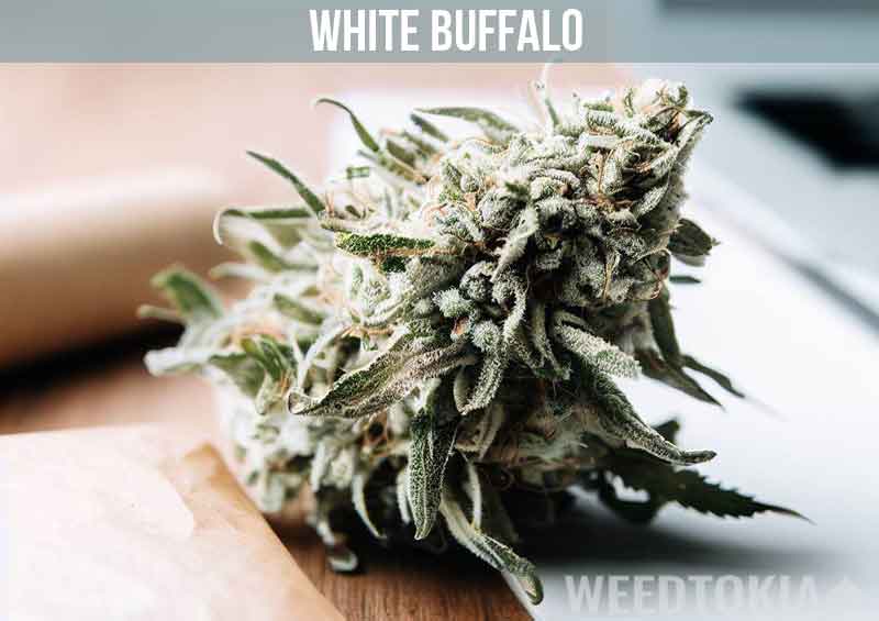 White Buffalo Marijuana Strain