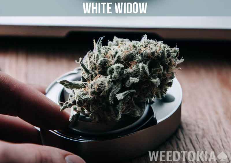 White Widow on a grinder