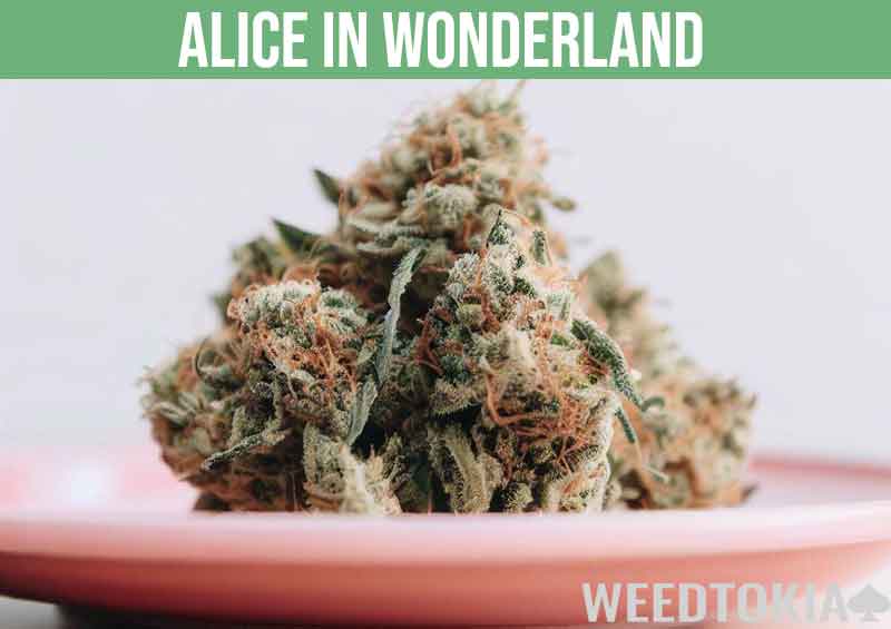 Alice In Wonderland strain on plate