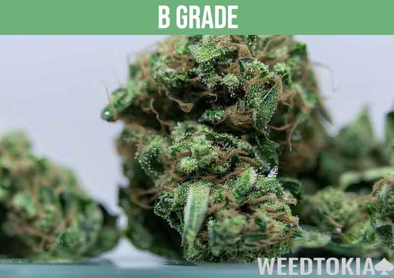B grade cannabis on dispensary shelf
