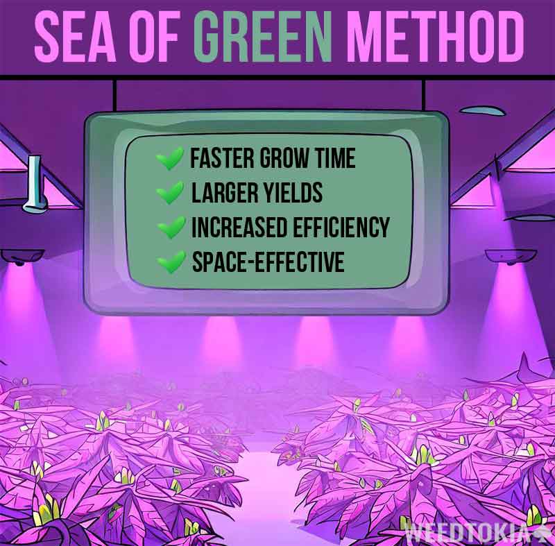 Benefits of sea of green method infographic