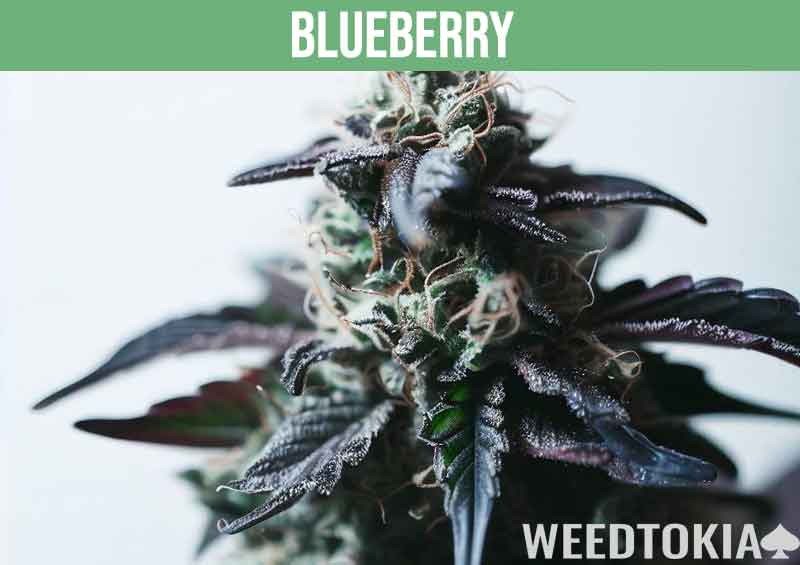 Blueberry weed strain during the flowering stage