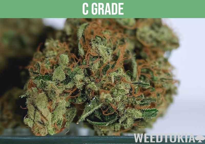 C grade cannabis on display with slight molding
