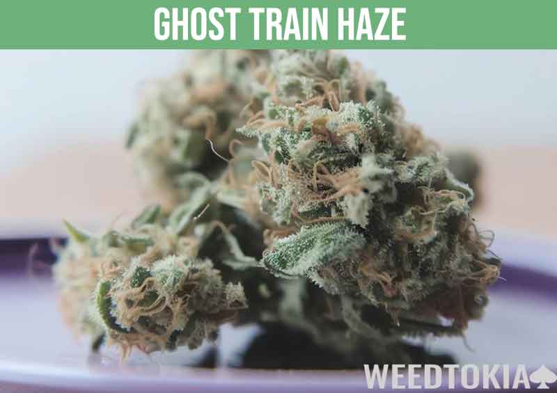 Ghost Train Haze strain