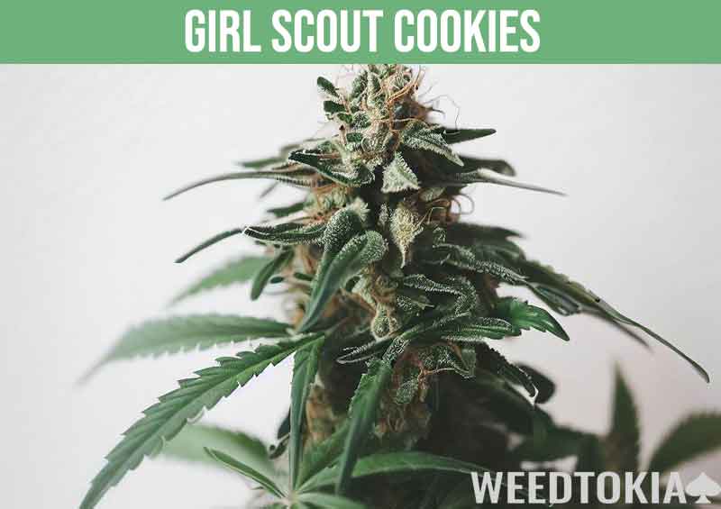 Girl Scout Cookies marijuana plant