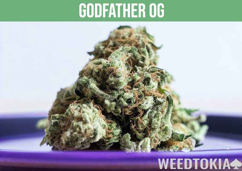 Godfather OG the king of high THC strains