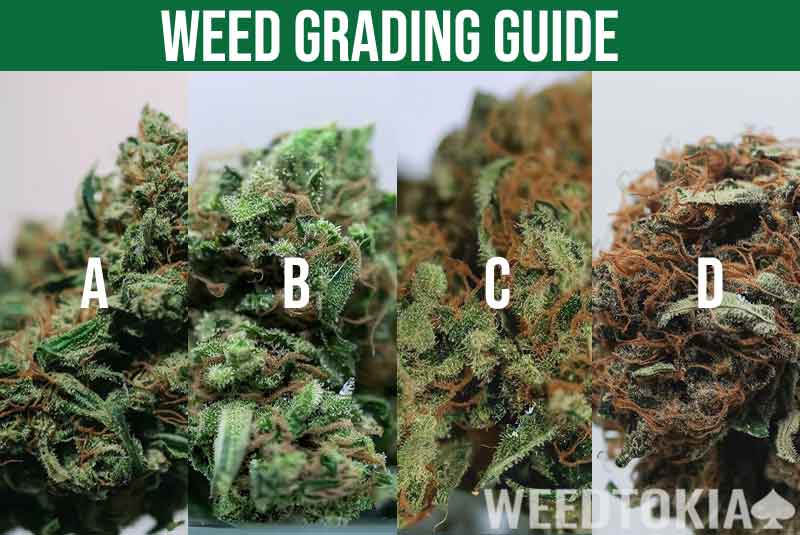 Grades of weed side by side for comparison