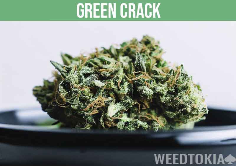 Green crack bud on dark plate